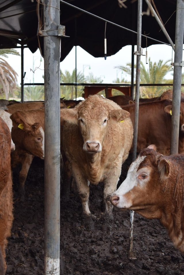 cows-7119785_1280